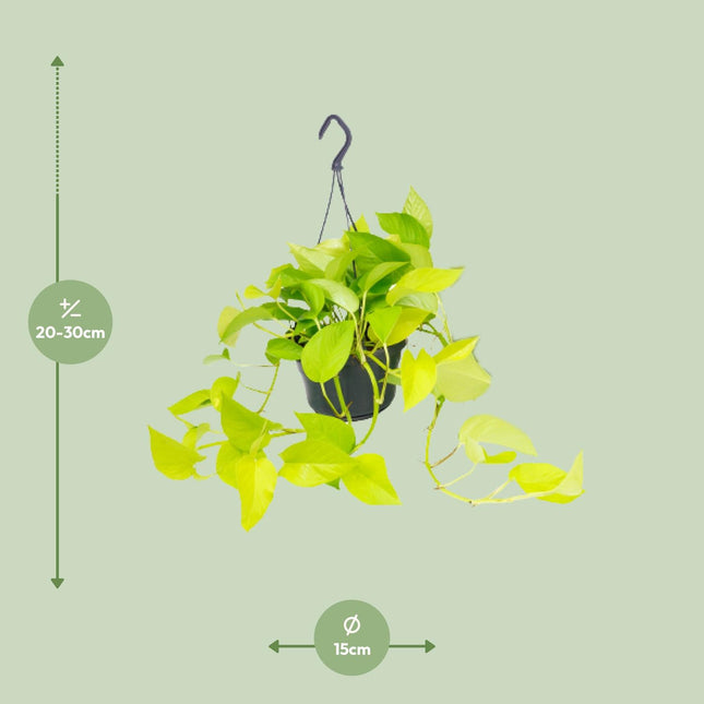 Epipremnum Golden Pothos (zonder sierpot) - Scindapsus - Ø15cm - ↕25cm - Makkelijke kamerplant