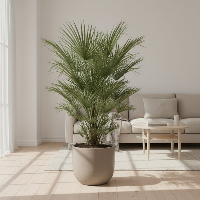 Chamaerops Humilis - 150cm- ø30