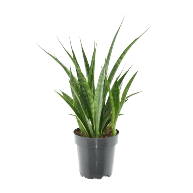 Sansevieria Kirkii - 3 Stuks - Ø12cm ↕38cm (zonder sierpot)