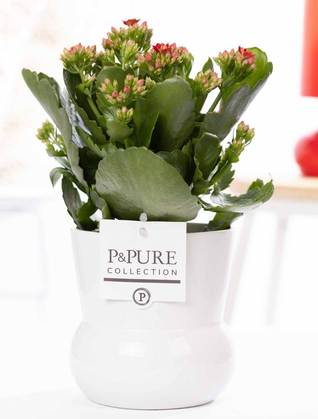 Kalanchoe Red - Rode Kalanchoë in Witte Plant Vase - Premium Kamerplant - Ø12cm
