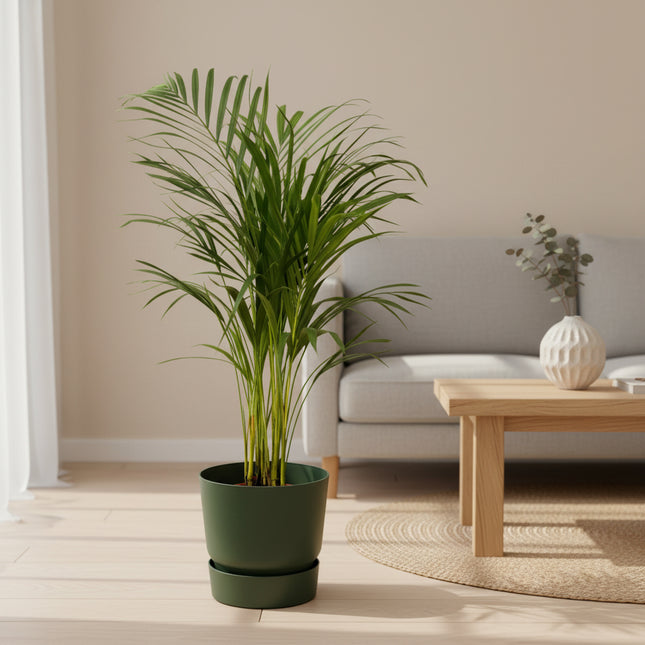 Areca palm - ↨85cm - Ø19cm inclusief elho Greenville Round groen