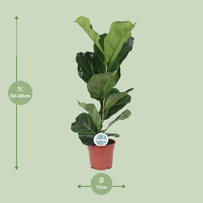 Ficus Lyrata (zonder sierpot) - Vioolbladplant - Ø17cm - ↕60cm - Grote kamerplant