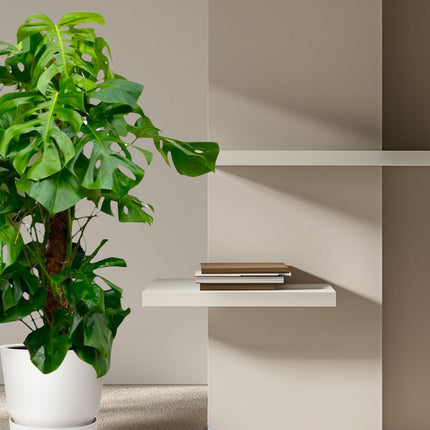 Monstera Deliciosa XXL - 150cm - ⌀27