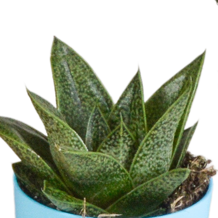 Gasteria/Haworthia mix 5,5cm - 5x - in gekleurde plasticpot