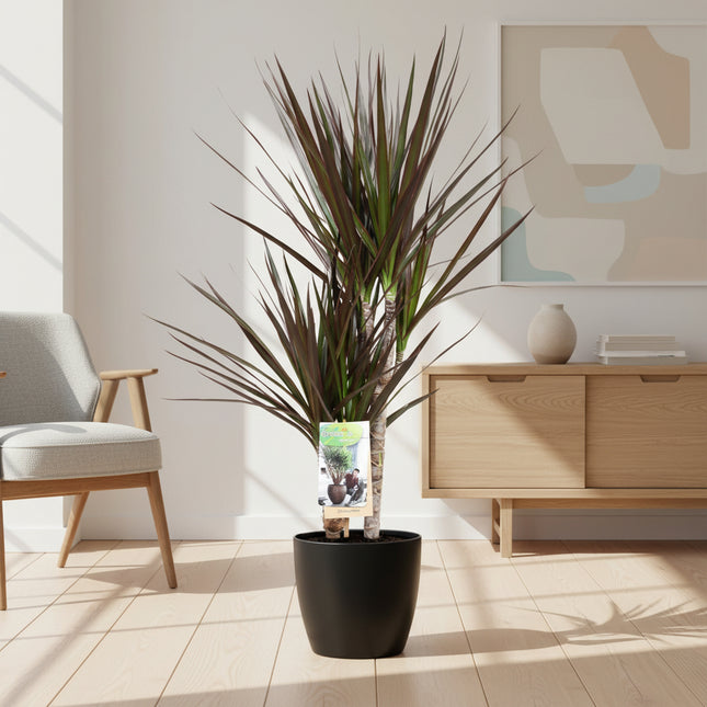 Dracaena Magenta - Ø17cm - ↕80cm + Pot Brussels D18x17cm - Antraciet