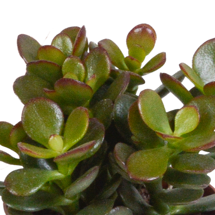Crassula mix 8.5 cm - zonder pot - 3x