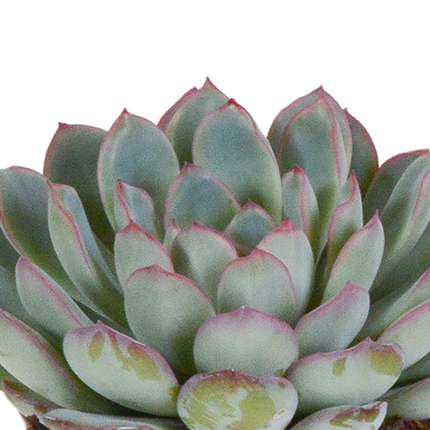 Echeveria mix 8.5 cm - 3x - in witte pot