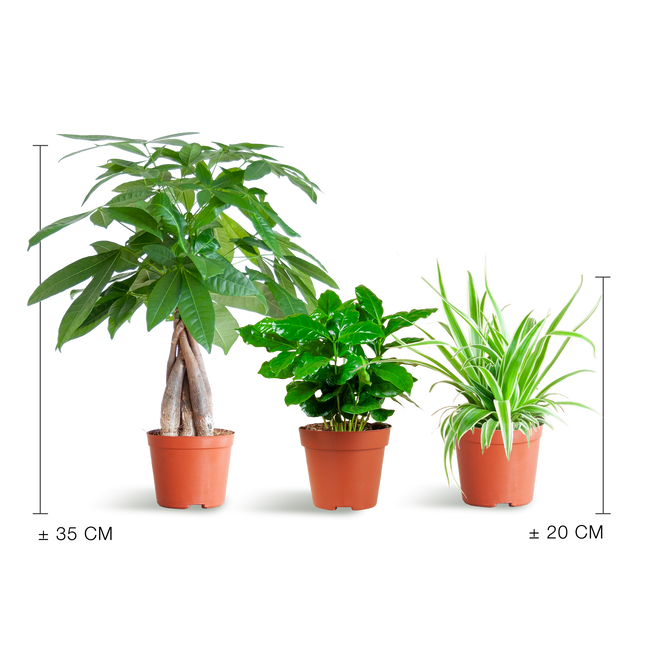 Diervriendelijke Plantenbox - Klein (zonder sierpot)