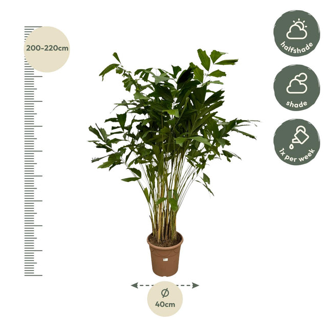 Caryota Mitis - Ø32cm ↕250cm (zonder sierpot)