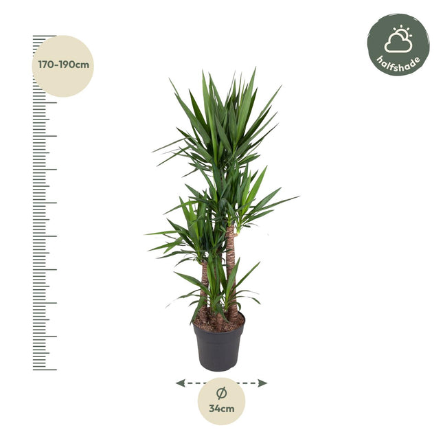 Yucca Elephantipes Ø34cm ↕180cm – Palmlelie Grote Makkelijke Kamerplant (zonder sierpot)