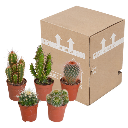 Cactus mix 5.5 cm - 5x - zonder pot