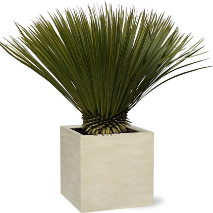 Yucca Rostrata - 70cm- Ø30