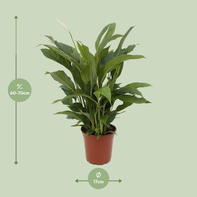 Spathiphyllum Torelli Ø17cm ↕65cm – Vredeslelie Kamerplant (zonder sierpot)