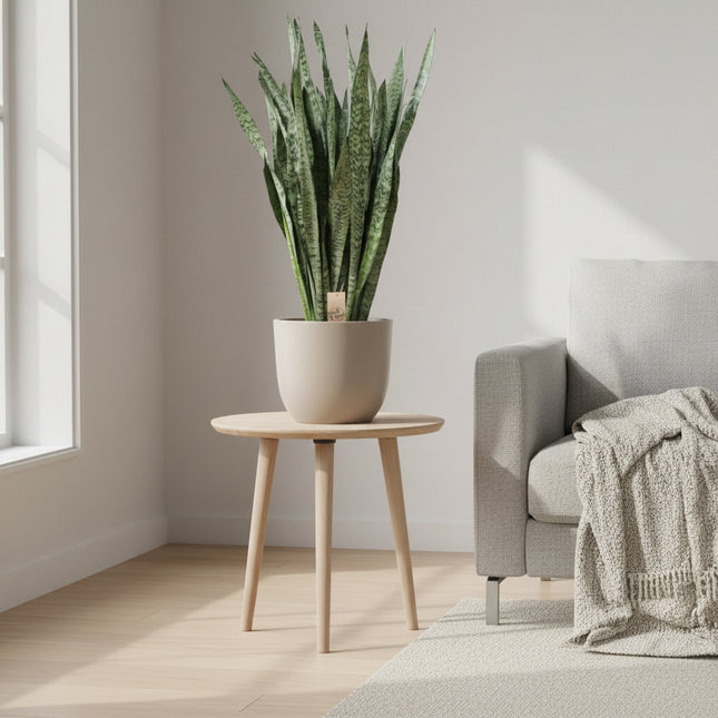  Sansevieria zeylanica (Vrouwentong of Booghennep) 