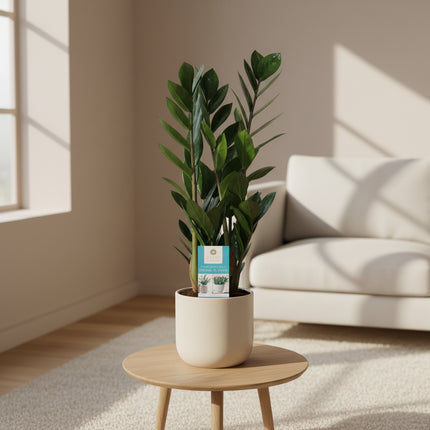 Zamioculcas Zamiifolia - ZZ Plant - Ø14cm - ↕55cm