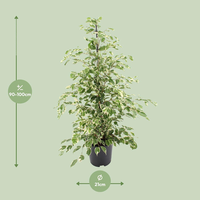 Ficus Benjamina Twilight (zonder sierpot) - Treurende vijg - Ø21cm - ↕95cm - Grote kamerplant