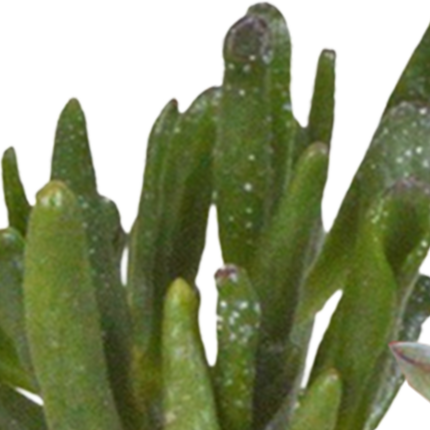 Cactus en vetplanten mix 5.5 cm | 15 stuks - in witte pot