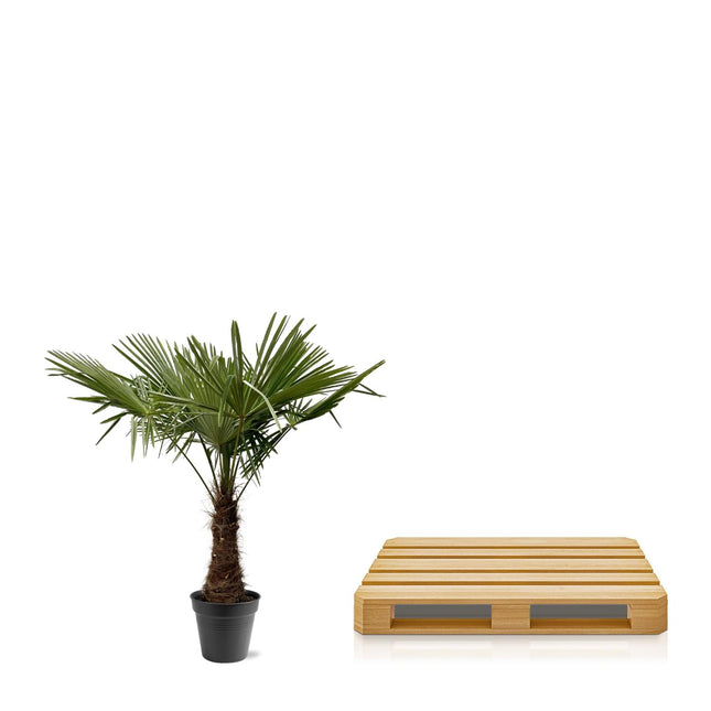 Trachycarpus Fortunei Ø45cm ↕220-240cm – Chinese Waaierpalm Grote Huisdiervriendelijke Kamerplant (zonder sierpot)