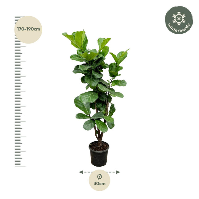 Ficus Lyrata vertakt (zonder sierpot) - Vioolbladplant - Ø32cm - ↕180cm - Grote kamerplant