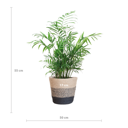 Chamadorea Elegans met Mand Lissabon zwart - 55cm - Ø17