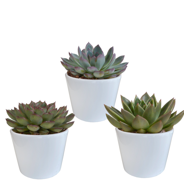 Echeveria mix 10.5 cm - 3x - in witte pot