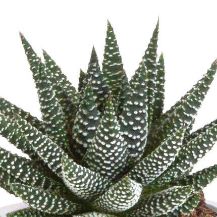 Gasteria/Haworthia mix 8,5cm - 3x - in terracotta pot