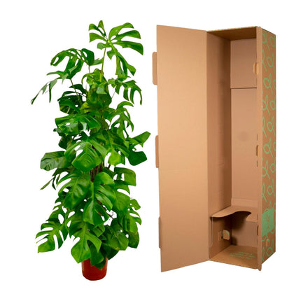 Monstera Deliciosa XXL - 180 cm - ø27