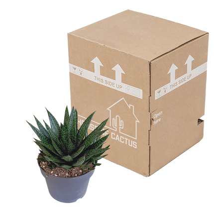 Gasteria 'd Due 17cm