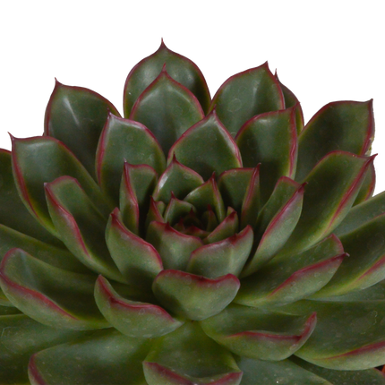 Echeveria mix 10.5 cm - 3x - in terracotta pot