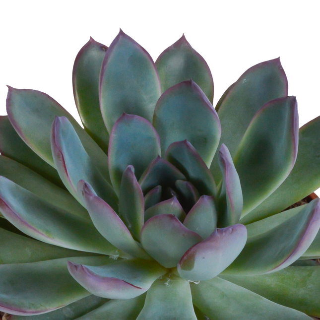 Echeveria Mix - 10,5 cm - 3 stuks (zonder sierpot)