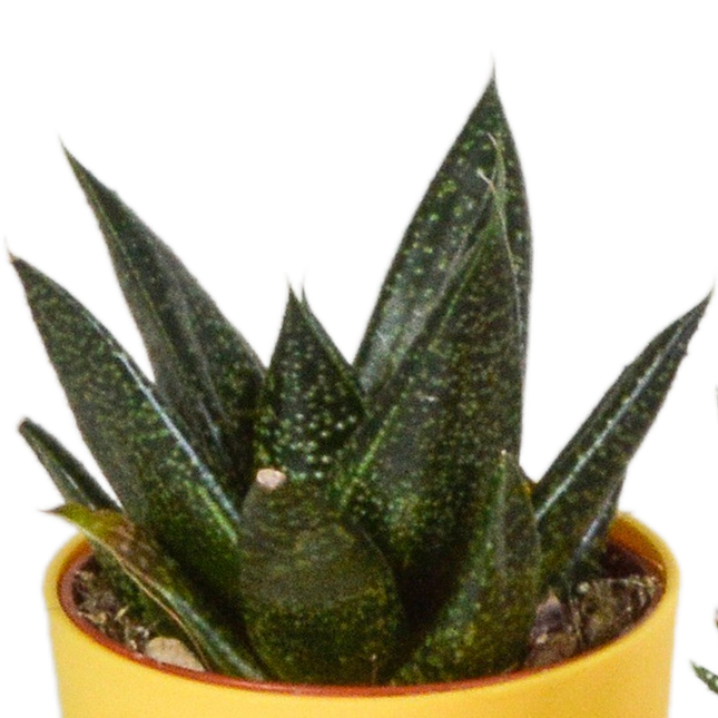 Gasteria/Haworthia mix 5,5cm - 5x - in gekleurde plasticpot
