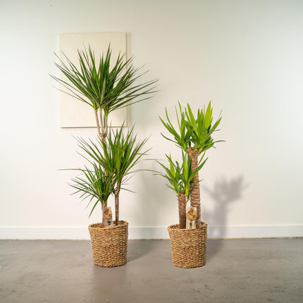 Dracaena - ↨120cm - Ø21cm + Yucca - ↨100cm - Ø21cm