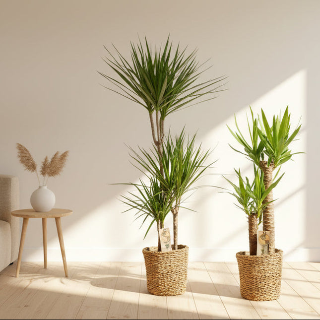 Dracaena & Yucca