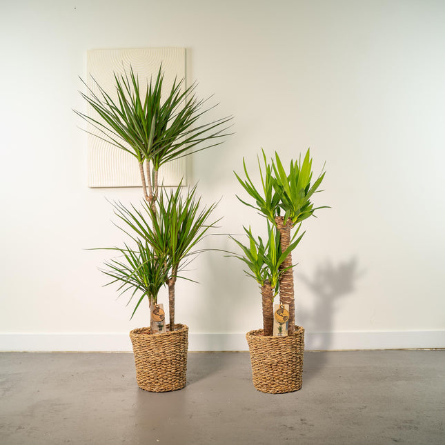 Dracaena - ↨120cm - Ø21cm + Yucca - ↨100cm - Ø21cm