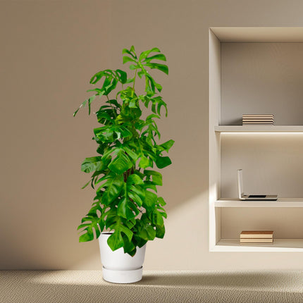 Monstera Deliciosa XXL - 180 cm - ø27