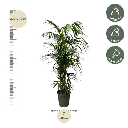Kentia palm - 220 cm - ø38