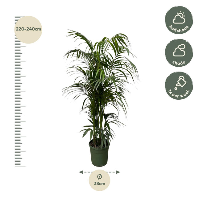 Kentia Palm (zonder sierpot) - Howea Forsteriana - Ø38cm - ↕220cm - Grote kamerplant