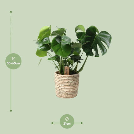 Monstera Deliciosa - Gatenplant - Ø21cm - ↕60cm + Mand Palmleaf
