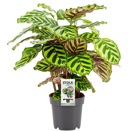 Calathea Makoyana - Ø14cm - ↕45cm