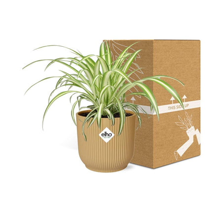 Graslelie 'Variegatum' - Chlorophytum - Ø15cm - ↕25cm + ELHO Vibes Fold Pot 14cm - Geel