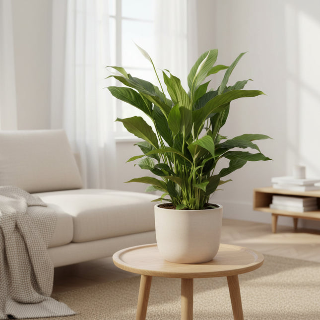 Spathiphyllum wallisii 'Torelli' (Lepelplant/Vredeslelie)