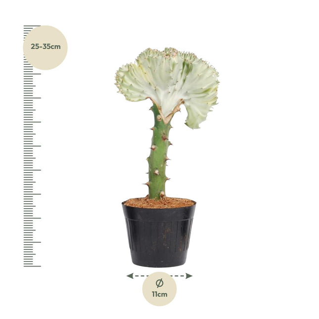 Euphorbia lactea Cristata wit - 30 cm - ø10,5