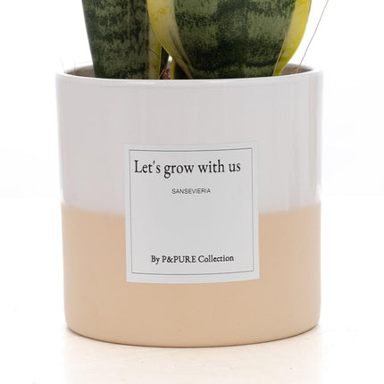 Sansevieria Gift "Let's Grow With Us" WITH GREETING CARD! - Ø12cm - ↕30cm
