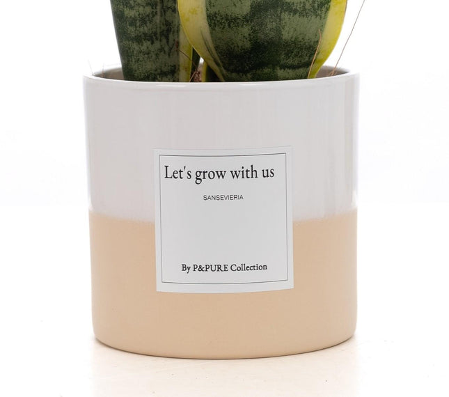 Sansevieria Gift "Let's Grow With Us" WITH GREETING CARD! - Ø12cm - ↕30cm