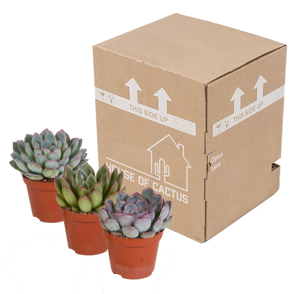 Echeveria mix 8.5 cm - 3x - zonder pot