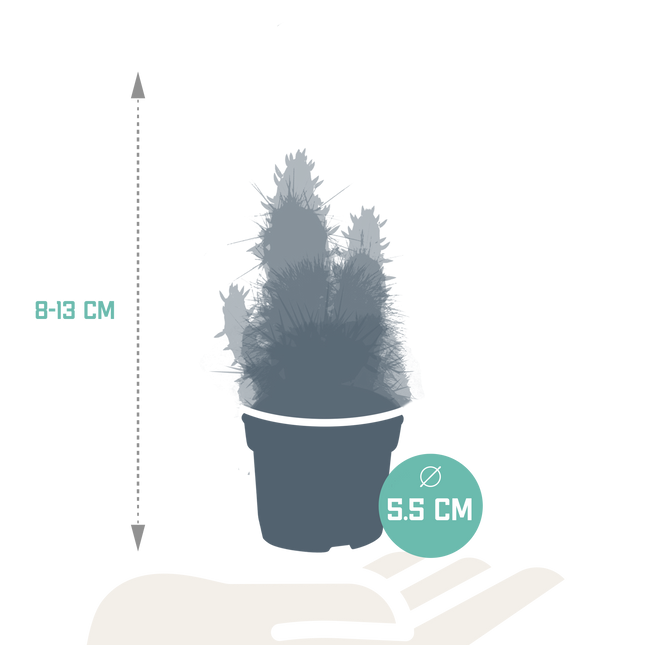 Cactus en vetplanten mix 5.5 cm | 15 stuks - zonder pot