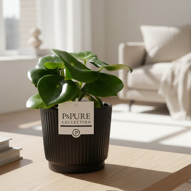 Peperomia Raindrop