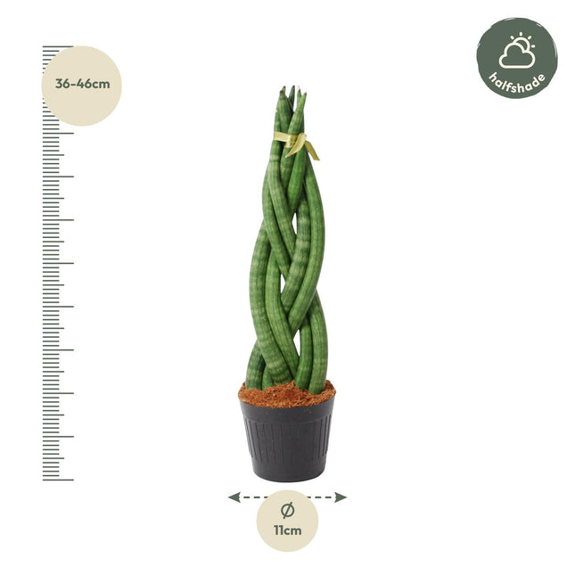 Sansevieria Cylindrica Twist Ø10,5cm ↕40cm – Gedraaide Vrouwentong Kamerplant (zonder sierpot)