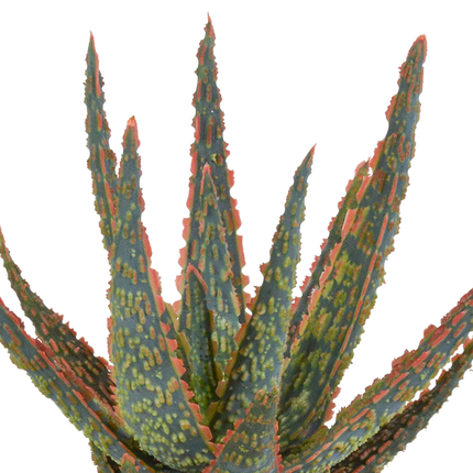 Aloë zebrina Dannyz 10,5cm - zonder pot