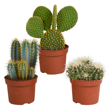 Cactus mix 10.5 cm - 3x - 12cm zonder pot